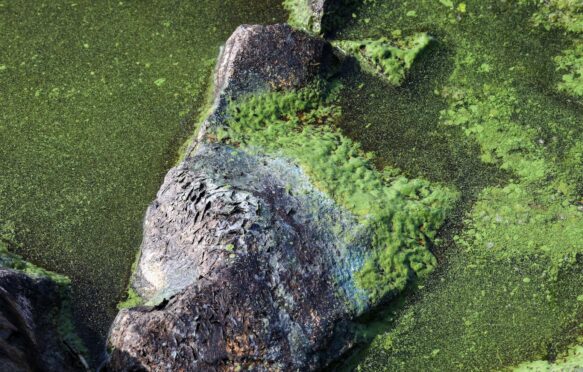 Blue-green algae visible on Lough Neagh in Northern Ireland, September 2023.