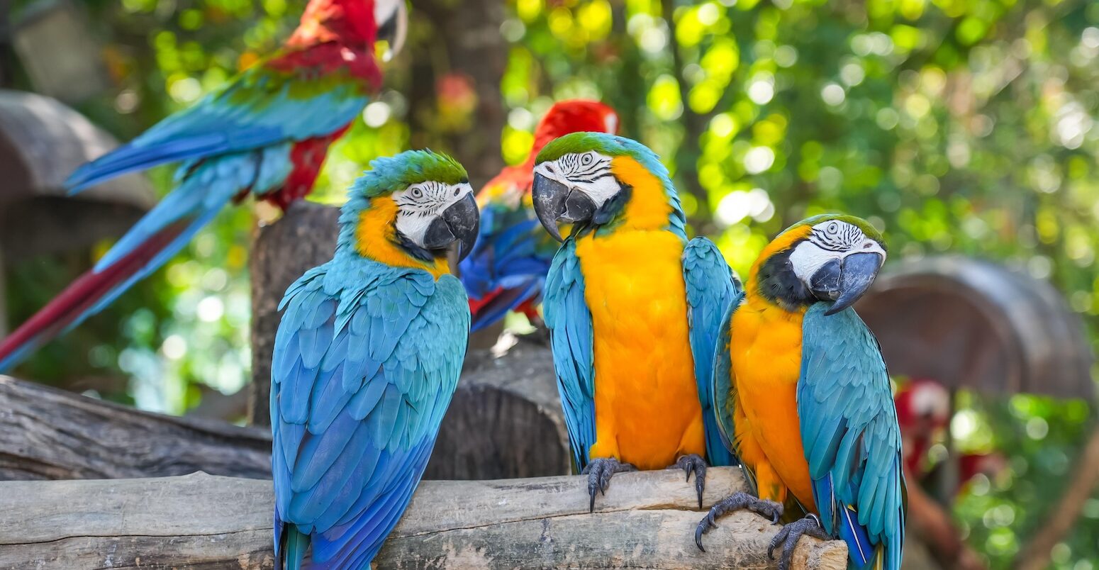 Group of colourful macaws.