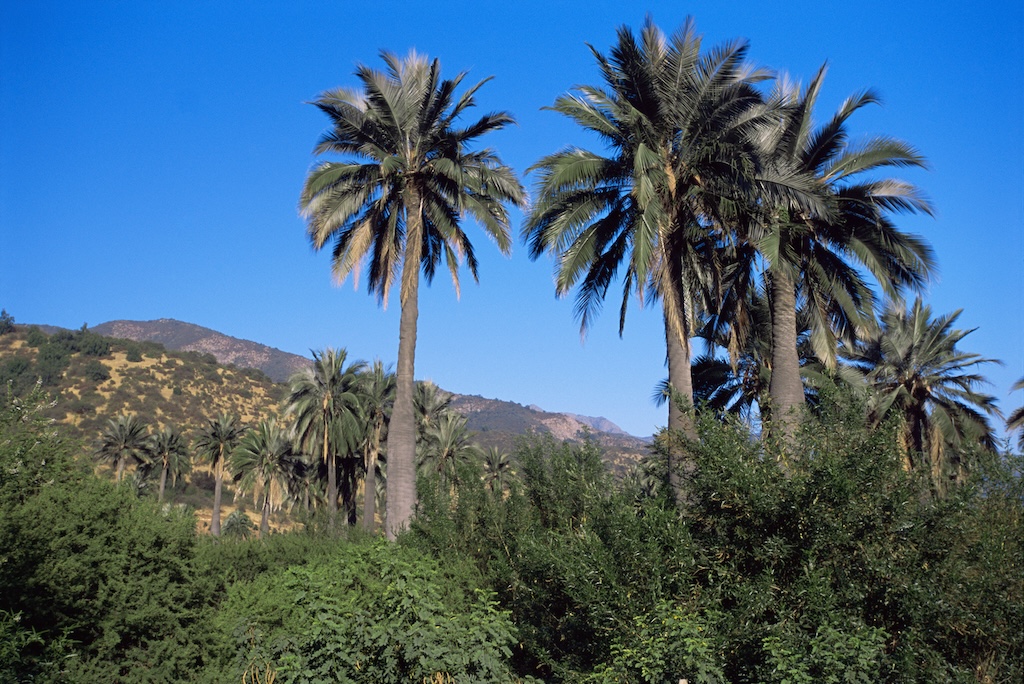 Native Chilean palms.