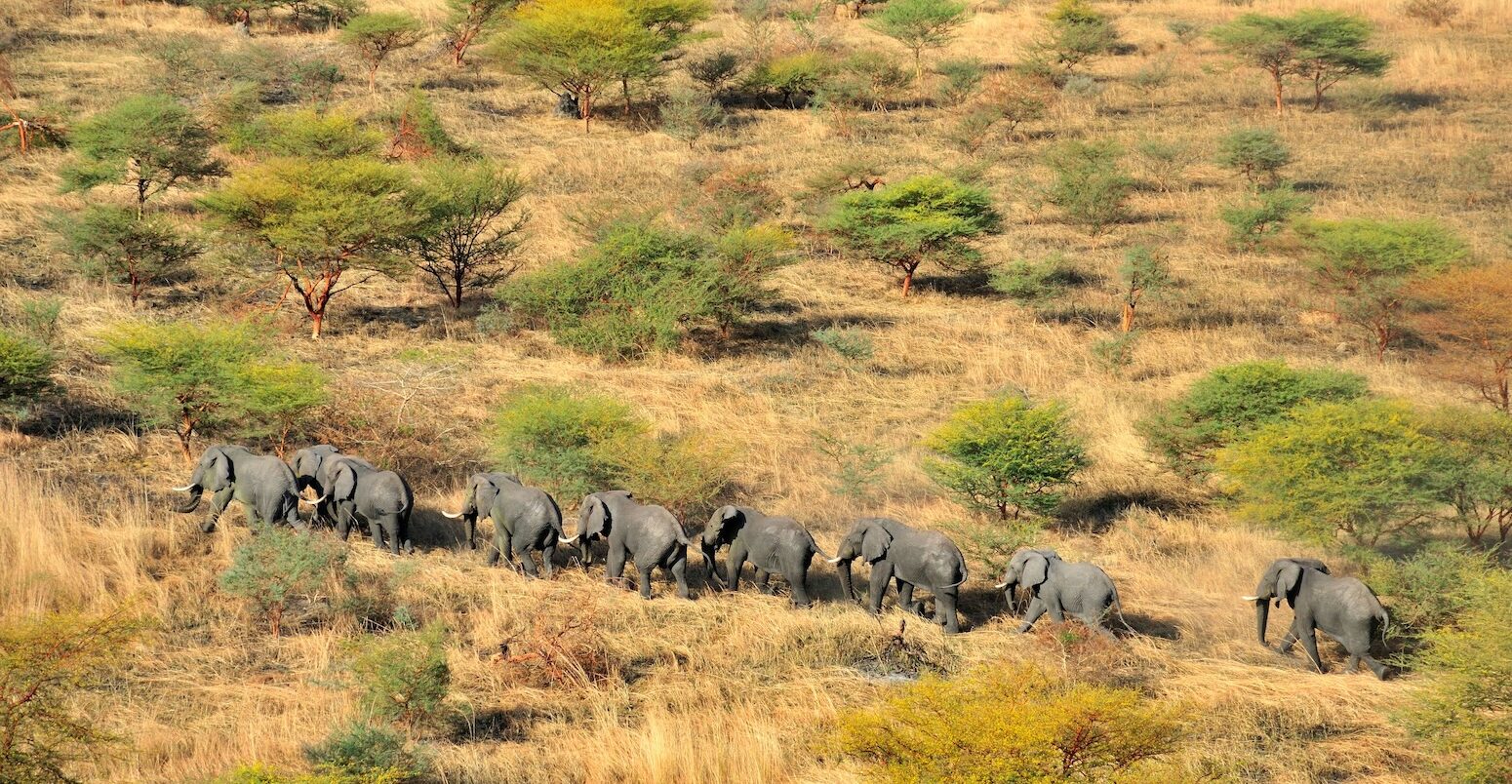 Elephants in the Savanna, South Sudan.