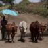 Farmer takes shade under umbrella whilst moving cattle.