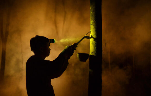 Man tapping rubber tree at night, Sakolnakhon, Thailand.
