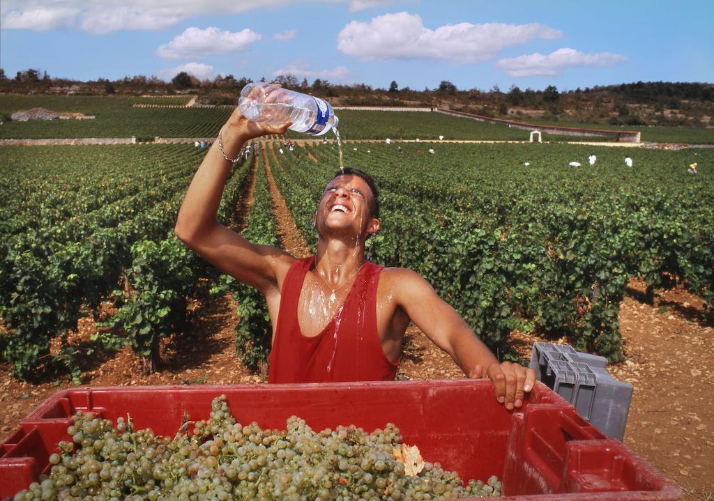 Grape harvester cooling off with bottle of water during hot heatwave in France
