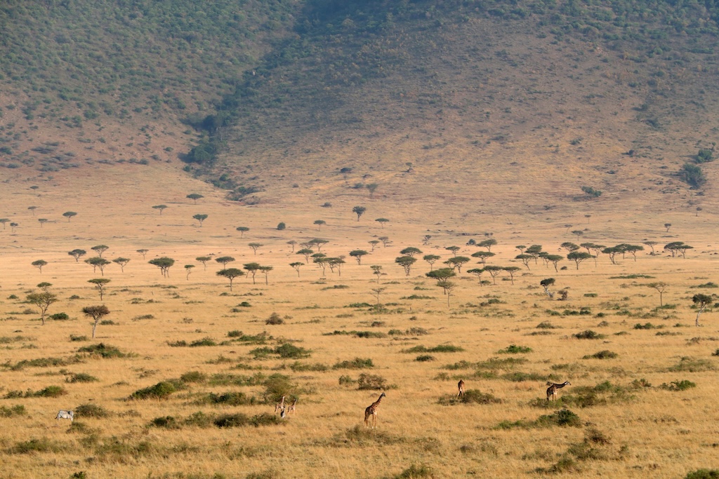 African savanna. Golden plains with animals. Masai Mara game reserve. Kenya.