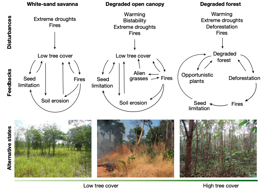 Alternative ecosystem trajectories for Amazon forests that could transition due to compounding stressors